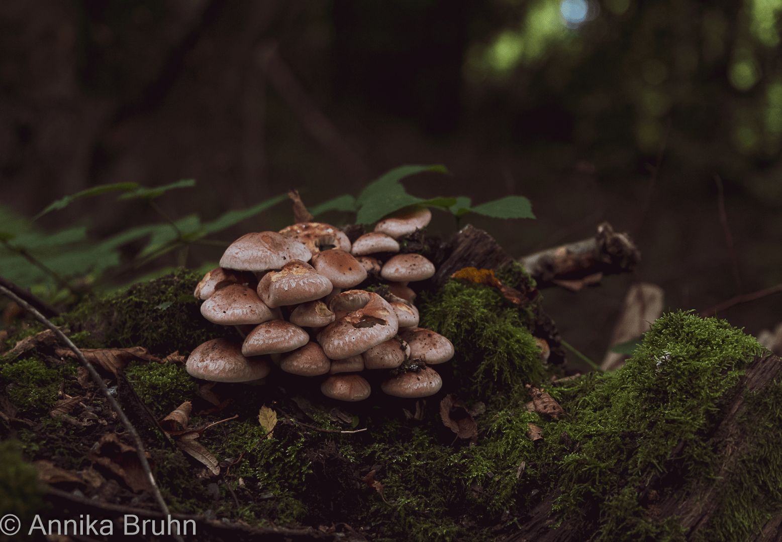 Pilze im Wald!